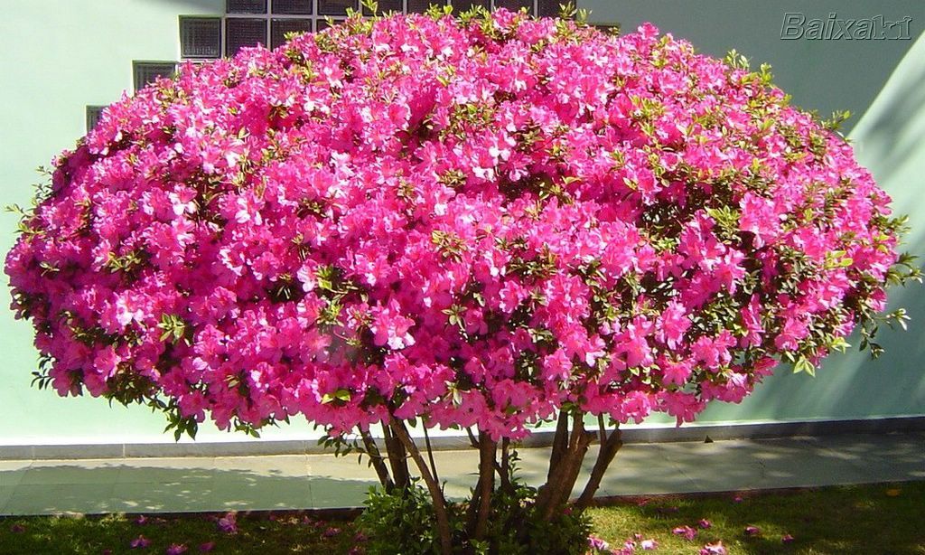flores azaleias