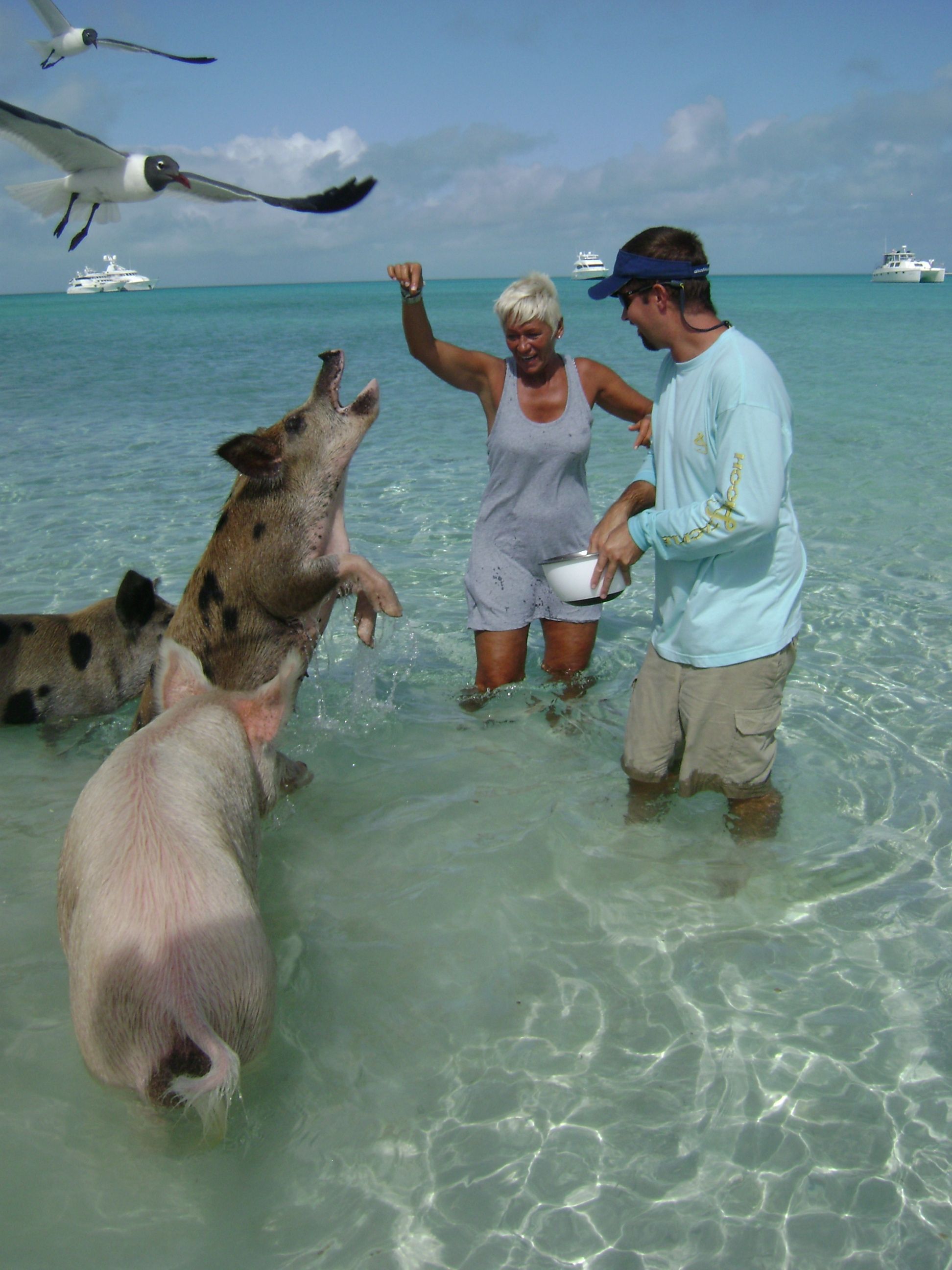 Casal alimentando porcos na praia de Exuma, nas Bahamas