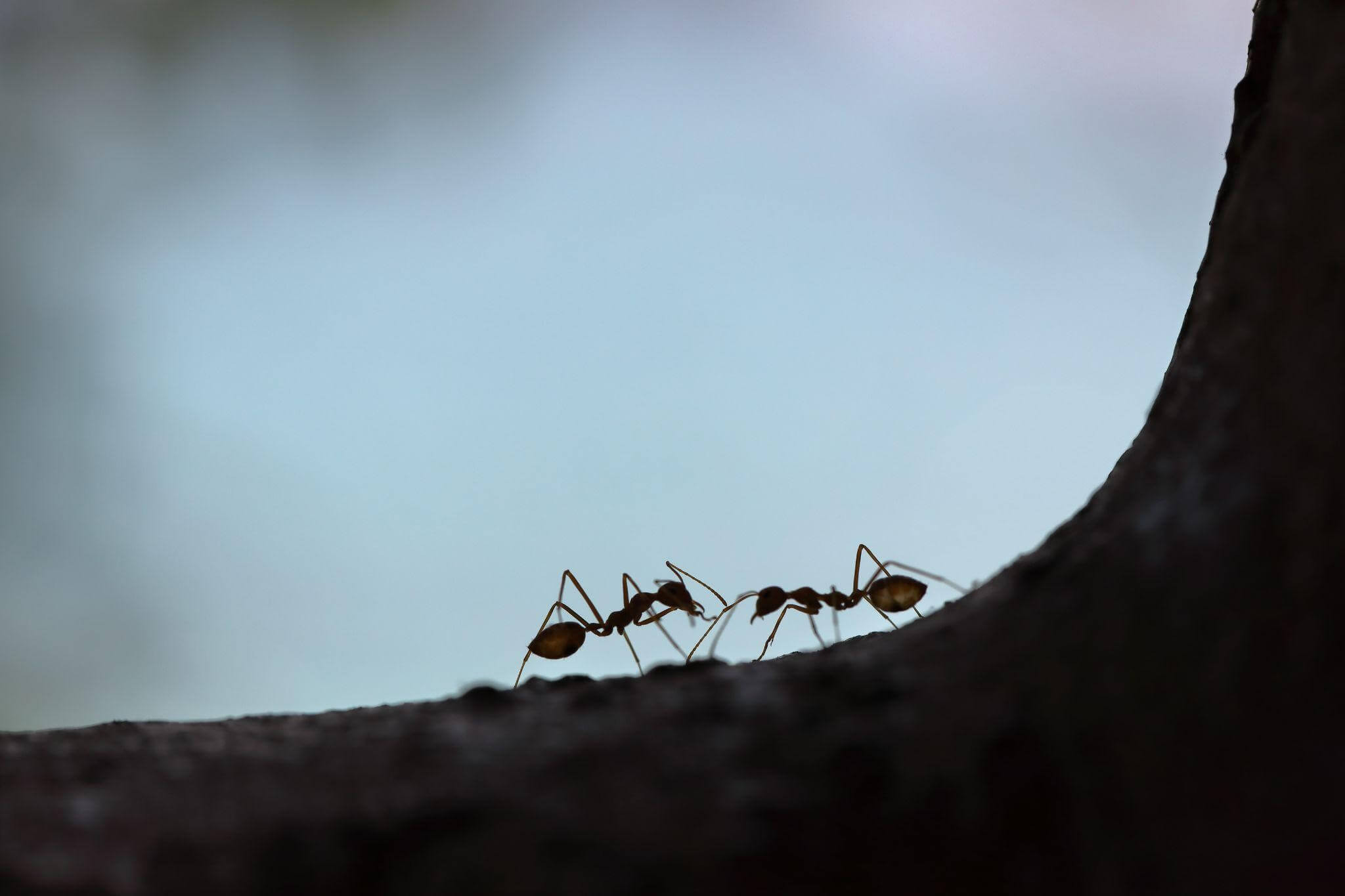 dedetizadora de formigas