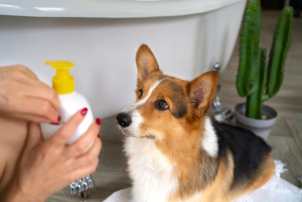 washing pet dog home