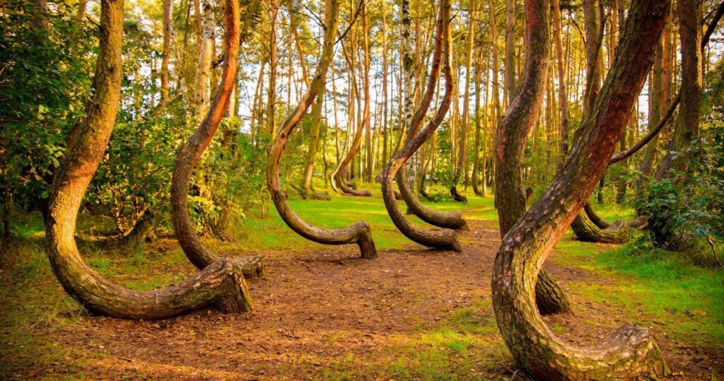 trees in the crooked forest