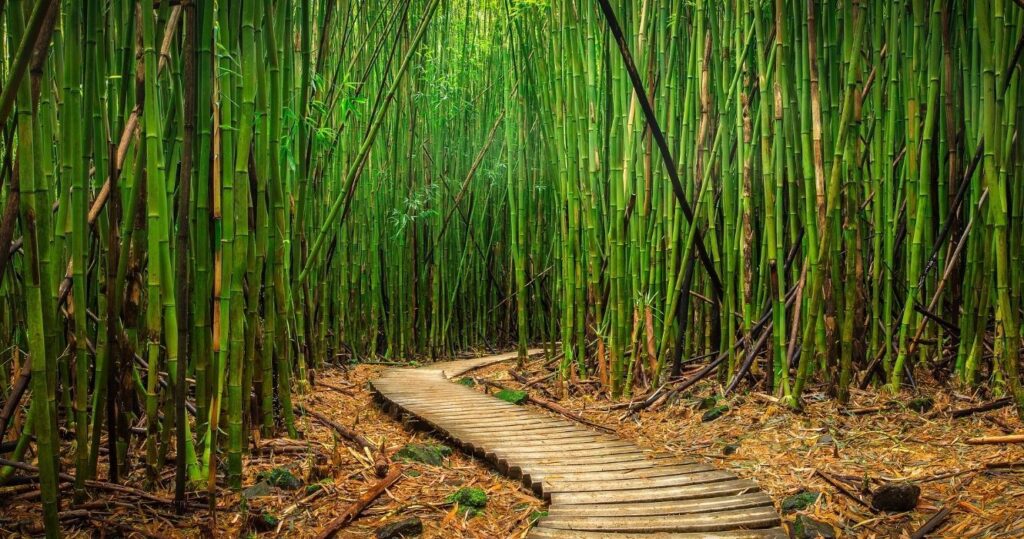 a hiking trail through the bamboo forest in maui