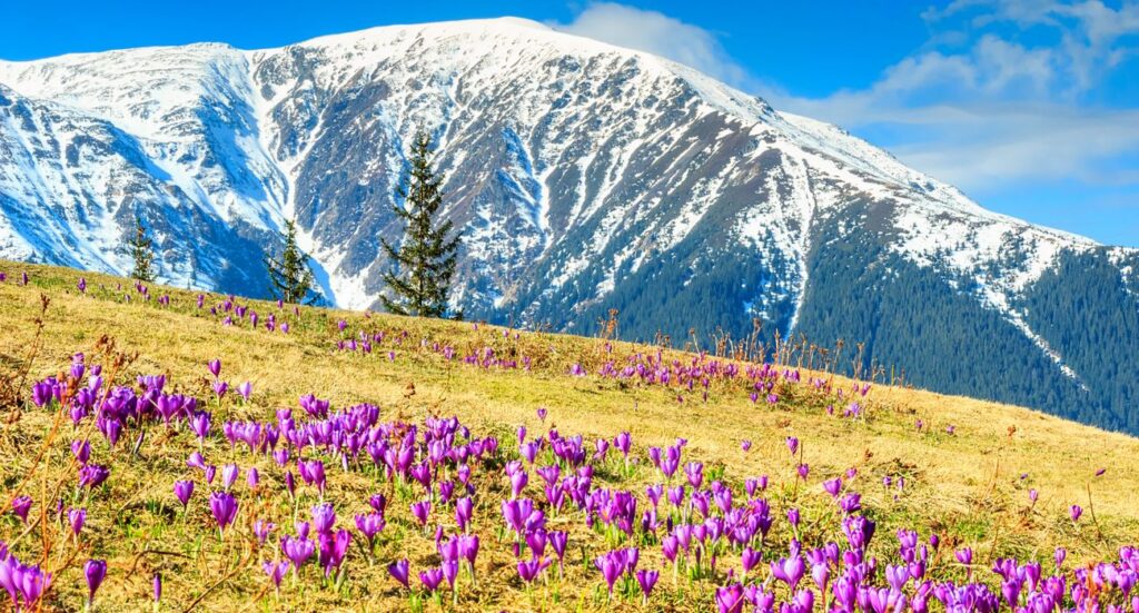 Carpathian Mountains In Spring