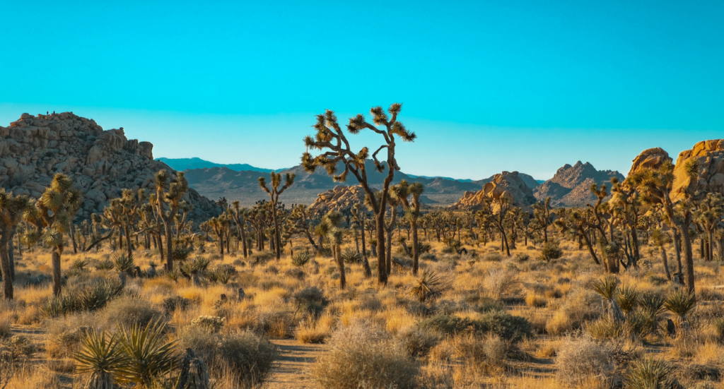 View of Joshua Tree National Park