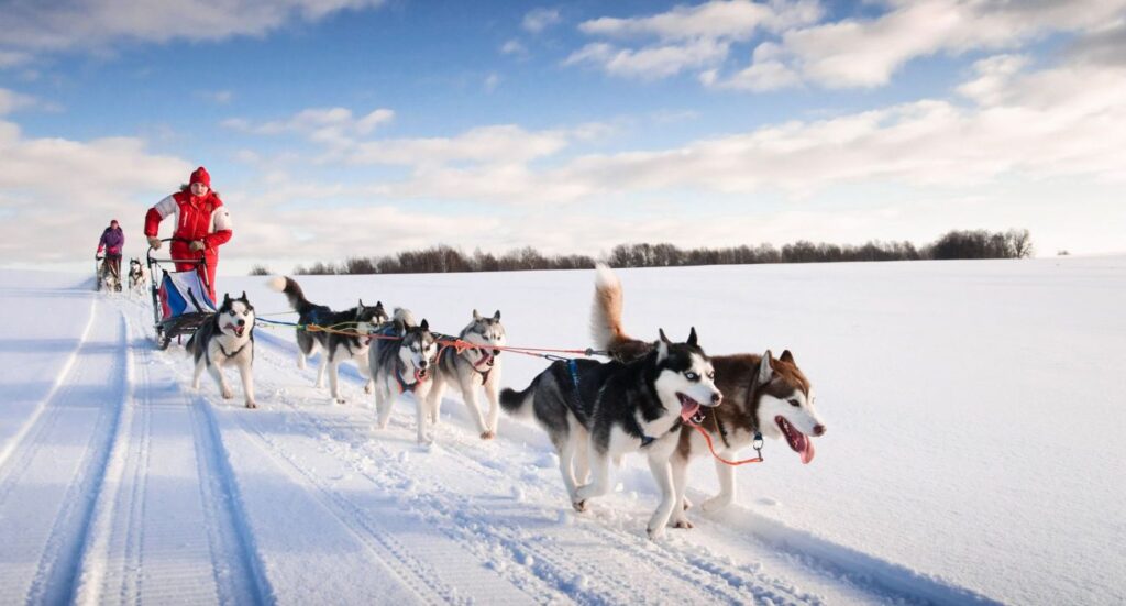 Woman musher hiding behind sleigh at sled dog race
