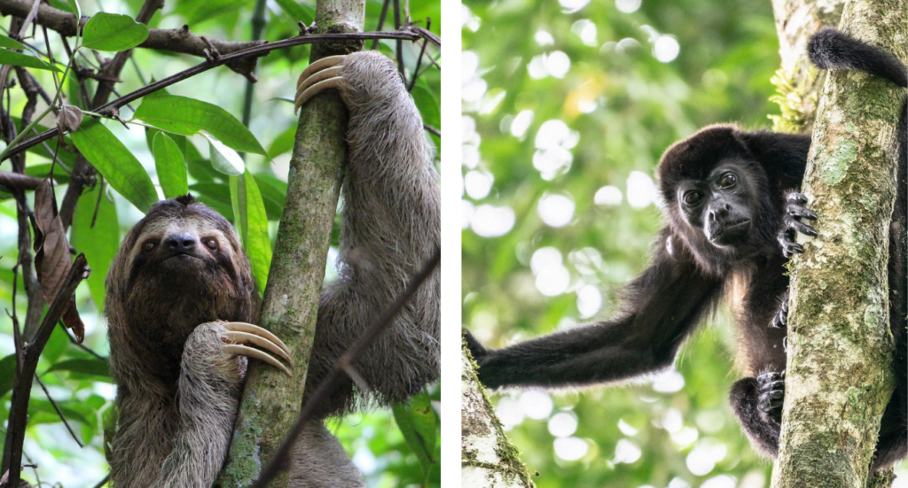 Sloth And A Mantled Howler