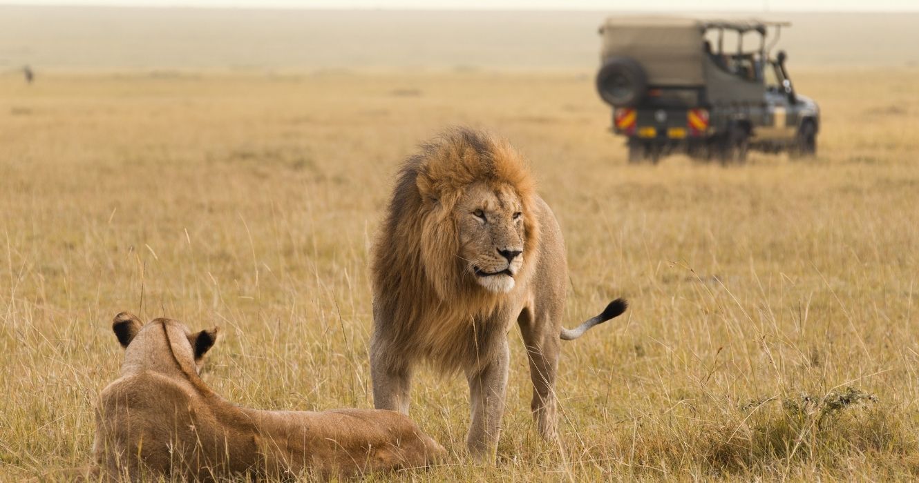 Melhores destinos na Africa para ver leoes e suas presas