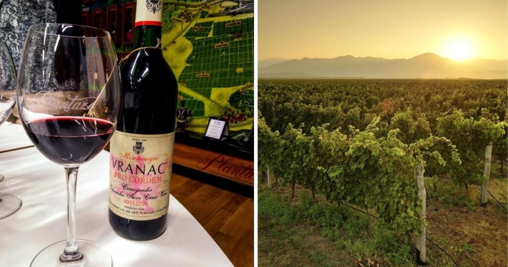 the plantaze vineyard in montenegro, a bottle of vranac wine