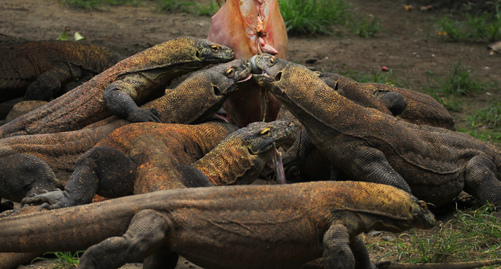 Komodo Dragons In Indonesia