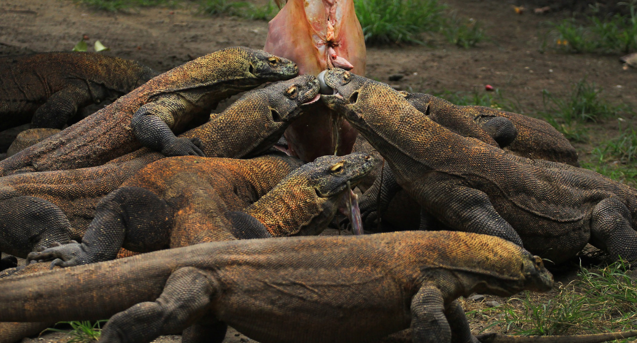 Dragões de Komodo na Indonésia