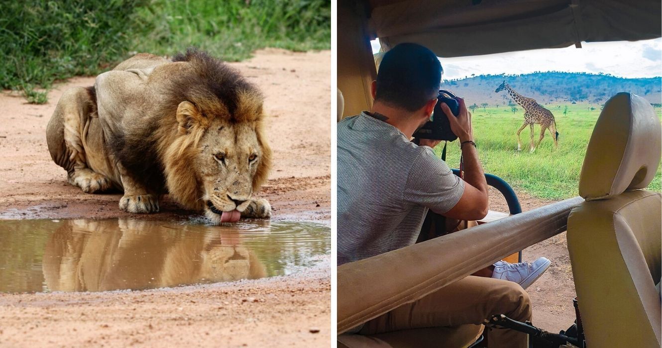 um leão na áfrica, um homem tira uma foto durante um safári