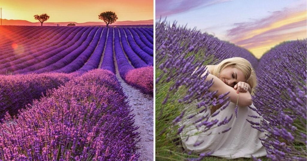 Uma olhada nos campos de lavanda mais bonitos do mundo para restaurar seu zen