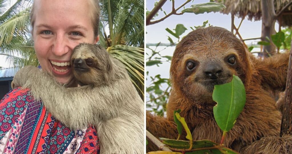 a girl takes a selfie while holding a sloth, a sloth sits in a tree smiling and eating leaves