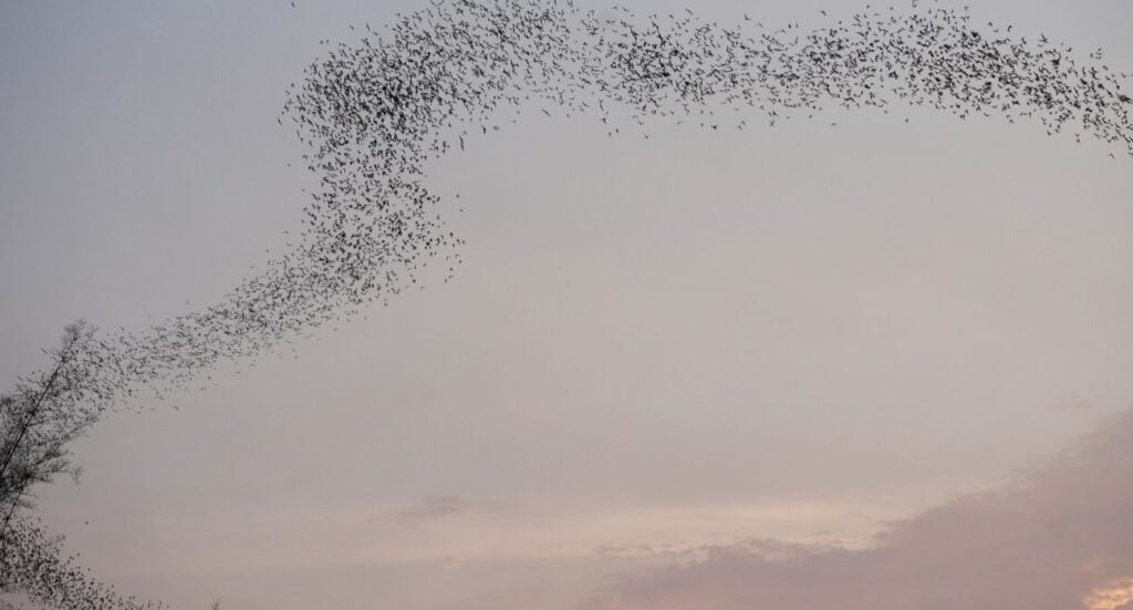 Kasanka Bat Migration