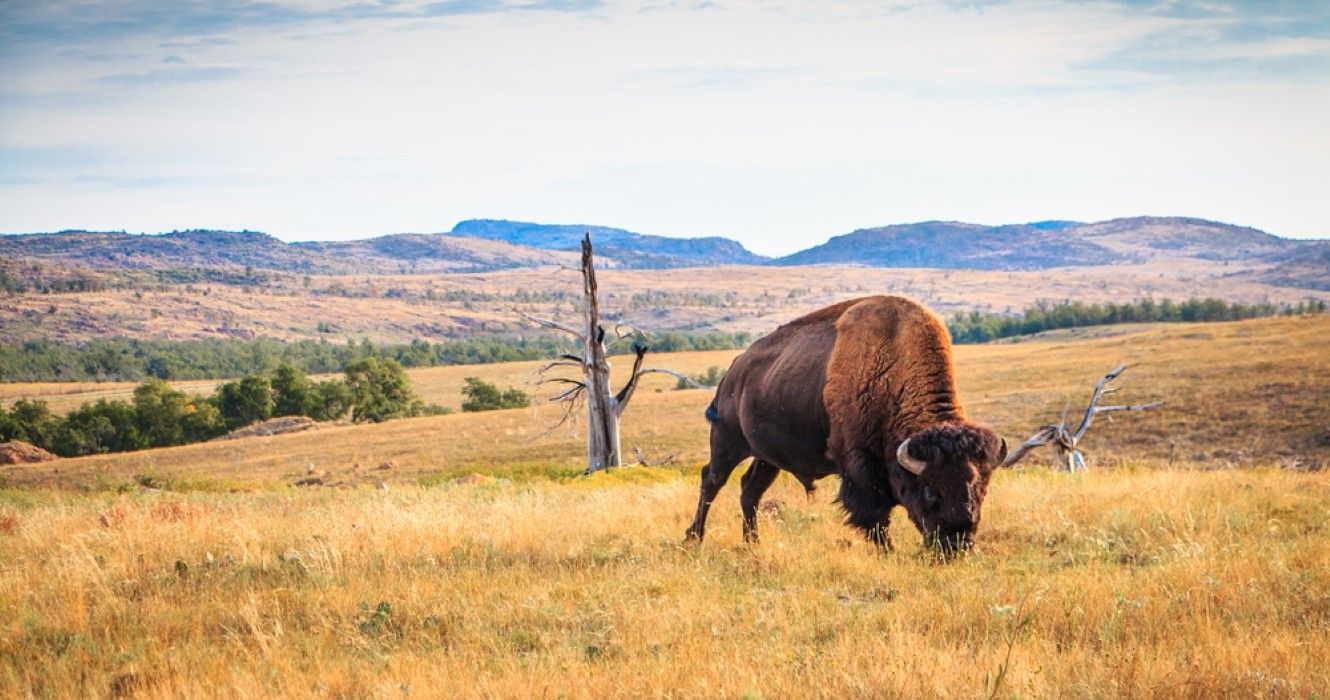 Bison buffalo pastando nas montanhas Wichita, Oklahoma