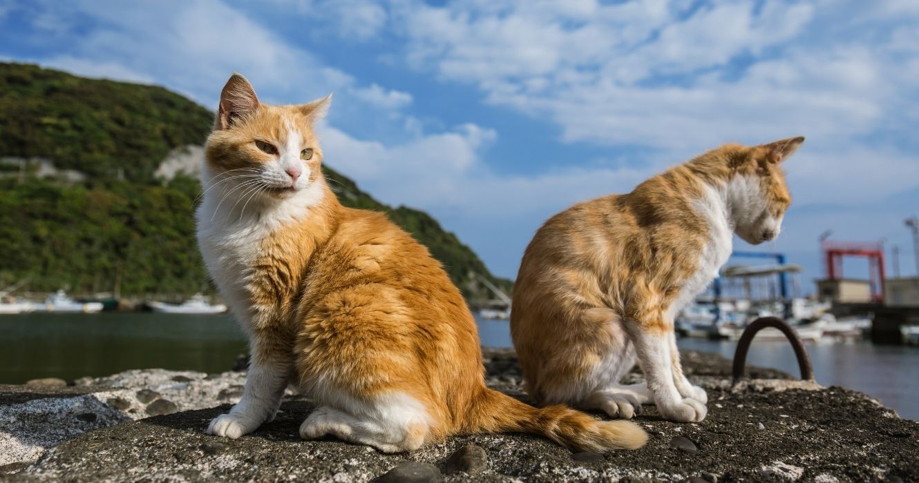 gatos na ilha de tashirojima, japão