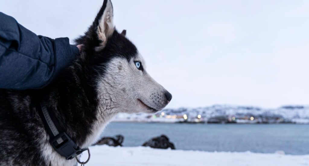 Husky in a Winterscape