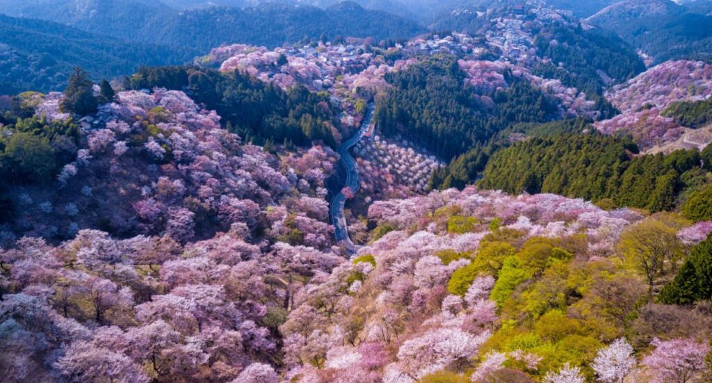 Yoshino mountain covered by full blossom cherry trees