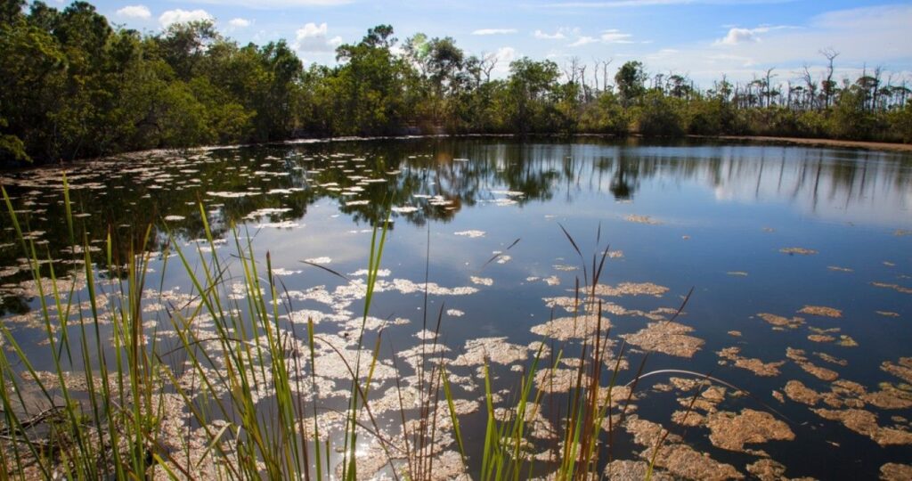 Blue Hole pond on Big Pine Key in the Florida Keys